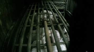 Pigs being gassed in carbon dioxide gas chamber - Screenshot from hidden camera footage depicting the Butina Backloader gas chamber, where pigs are pushed into side of the large gondolas by an automated sliding wall and then lowered into the gas.
This is the first Australian footage of the Backloader chambers, now used by several of the largest pig slaughterhouses across the country (Victoria, South Australia and Queensland). - Captured at Diamond Valley Pork, Laverton North VIC Australia.