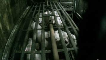 Pigs being gassed in carbon dioxide gas chamber - Screenshot from hidden camera footage depicting the Butina Backloader gas chamber, where pigs are pushed into side of the large gondolas by an automated sliding wall and then lowered into the gas.

This is the first Australian footage of the Backloader chambers, now used by several of the largest pig slaughterhouses across the country (Victoria, South Australia and Queensland). - Captured at Diamond Valley Pork, Laverton North VIC Australia.