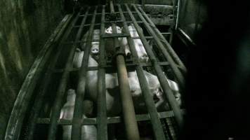 Pigs being gassed in carbon dioxide gas chamber - Screenshot from hidden camera footage depicting the Butina Backloader gas chamber, where pigs are pushed into side of the large gondolas by an automated sliding wall and then lowered into the gas.
This is the first Australian footage of the Backloader chambers, now used by several of the largest pig slaughterhouses across the country (Victoria, South Australia and Queensland). - Captured at Diamond Valley Pork, Laverton North VIC Australia.