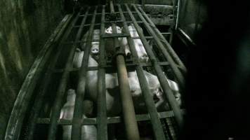 Pigs being gassed in carbon dioxide gas chamber - Screenshot from hidden camera footage depicting the Butina Backloader gas chamber, where pigs are pushed into side of the large gondolas by an automated sliding wall and then lowered into the gas.

This is the first Australian footage of the Backloader chambers, now used by several of the largest pig slaughterhouses across the country (Victoria, South Australia and Queensland). - Captured at Diamond Valley Pork, Laverton North VIC Australia.