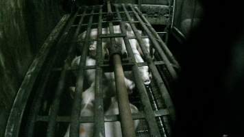 Pigs being gassed in carbon dioxide gas chamber - Screenshot from hidden camera footage depicting the Butina Backloader gas chamber, where pigs are pushed into side of the large gondolas by an automated sliding wall and then lowered into the gas.
This is the first Australian footage of the Backloader chambers, now used by several of the largest pig slaughterhouses across the country (Victoria, South Australia and Queensland). - Captured at Diamond Valley Pork, Laverton North VIC Australia.