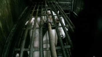 Pigs being gassed in carbon dioxide gas chamber - Screenshot from hidden camera footage depicting the Butina Backloader gas chamber, where pigs are pushed into side of the large gondolas by an automated sliding wall and then lowered into the gas.
This is the first Australian footage of the Backloader chambers, now used by several of the largest pig slaughterhouses across the country (Victoria, South Australia and Queensland). - Captured at Diamond Valley Pork, Laverton North VIC Australia.