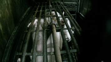 Pigs being gassed in carbon dioxide gas chamber - Screenshot from hidden camera footage depicting the Butina Backloader gas chamber, where pigs are pushed into side of the large gondolas by an automated sliding wall and then lowered into the gas.

This is the first Australian footage of the Backloader chambers, now used by several of the largest pig slaughterhouses across the country (Victoria, South Australia and Queensland). - Captured at Diamond Valley Pork, Laverton North VIC Australia.