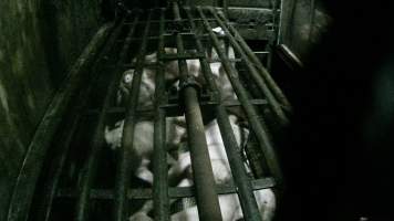 Pigs being gassed in carbon dioxide gas chamber - Screenshot from hidden camera footage depicting the Butina Backloader gas chamber, where pigs are pushed into side of the large gondolas by an automated sliding wall and then lowered into the gas.

This is the first Australian footage of the Backloader chambers, now used by several of the largest pig slaughterhouses across the country (Victoria, South Australia and Queensland). - Captured at Diamond Valley Pork, Laverton North VIC Australia.