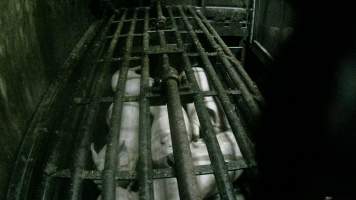Pigs being gassed in carbon dioxide gas chamber - Screenshot from hidden camera footage depicting the Butina Backloader gas chamber, where pigs are pushed into side of the large gondolas by an automated sliding wall and then lowered into the gas.
This is the first Australian footage of the Backloader chambers, now used by several of the largest pig slaughterhouses across the country (Victoria, South Australia and Queensland). - Captured at Diamond Valley Pork, Laverton North VIC Australia.