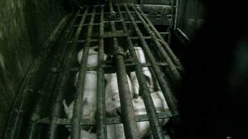 Pigs being gassed in carbon dioxide gas chamber - Screenshot from hidden camera footage depicting the Butina Backloader gas chamber, where pigs are pushed into side of the large gondolas by an automated sliding wall and then lowered into the gas.

This is the first Australian footage of the Backloader chambers, now used by several of the largest pig slaughterhouses across the country (Victoria, South Australia and Queensland). - Captured at Diamond Valley Pork, Laverton North VIC Australia.