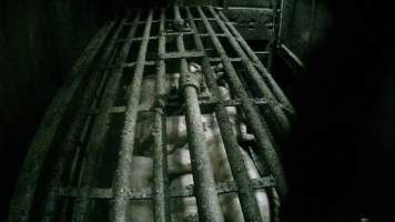 Pigs being gassed in carbon dioxide gas chamber - Screenshot from hidden camera footage depicting the Butina Backloader gas chamber, where pigs are pushed into side of the large gondolas by an automated sliding wall and then lowered into the gas.
This is the first Australian footage of the Backloader chambers, now used by several of the largest pig slaughterhouses across the country (Victoria, South Australia and Queensland). - Captured at Diamond Valley Pork, Laverton North VIC Australia.
