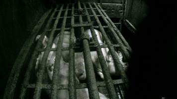 Pigs being gassed in carbon dioxide gas chamber - Screenshot from hidden camera footage depicting the Butina Backloader gas chamber, where pigs are pushed into side of the large gondolas by an automated sliding wall and then lowered into the gas.
This is the first Australian footage of the Backloader chambers, now used by several of the largest pig slaughterhouses across the country (Victoria, South Australia and Queensland). - Captured at Diamond Valley Pork, Laverton North VIC Australia.