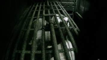 Sows being gassed in carbon dioxide gas chamber - Screenshot from hidden camera footage depicting the Butina Backloader gas chamber, where pigs are pushed into side of the large gondolas by an automated sliding wall and then lowered into the gas.
This is the first Australian footage of the Backloader chambers, now used by several of the largest pig slaughterhouses across the country (Victoria, South Australia and Queensland). - Captured at Diamond Valley Pork, Laverton North VIC Australia.