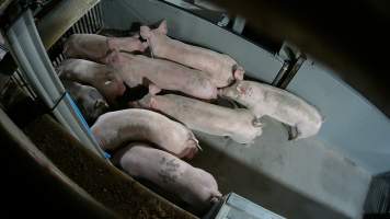 Pigs being forced into carbon dioxide gas chamber - Screenshot from hidden camera footage depicting the Butina Backloader gas chamber, where pigs are pushed into side of the large gondolas by an automated sliding wall and then lowered into the gas.
This is the first Australian footage of the Backloader chambers, now used by several of the largest pig slaughterhouses across the country (Victoria, South Australia and Queensland). - Captured at Diamond Valley Pork, Laverton North VIC Australia.