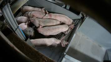 Pigs being forced into carbon dioxide gas chamber - Screenshot from hidden camera footage depicting the Butina Backloader gas chamber, where pigs are pushed into side of the large gondolas by an automated sliding wall and then lowered into the gas.
This is the first Australian footage of the Backloader chambers, now used by several of the largest pig slaughterhouses across the country (Victoria, South Australia and Queensland). - Captured at Diamond Valley Pork, Laverton North VIC Australia.