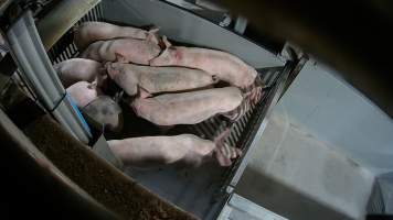 Pigs being forced into carbon dioxide gas chamber - Screenshot from hidden camera footage depicting the Butina Backloader gas chamber, where pigs are pushed into side of the large gondolas by an automated sliding wall and then lowered into the gas.

This is the first Australian footage of the Backloader chambers, now used by several of the largest pig slaughterhouses across the country (Victoria, South Australia and Queensland). - Captured at Diamond Valley Pork, Laverton North VIC Australia.