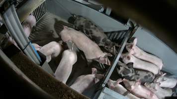 Pigs being forced into carbon dioxide gas chamber - Screenshot from hidden camera footage depicting the Butina Backloader gas chamber, where pigs are pushed into side of the large gondolas by an automated sliding wall and then lowered into the gas.
This is the first Australian footage of the Backloader chambers, now used by several of the largest pig slaughterhouses across the country (Victoria, South Australia and Queensland). - Captured at Diamond Valley Pork, Laverton North VIC Australia.
