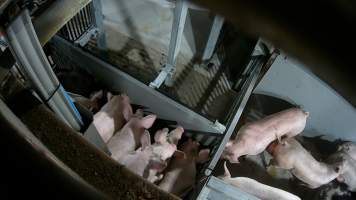 Pigs being forced into carbon dioxide gas chamber - Screenshot from hidden camera footage depicting the Butina Backloader gas chamber, where pigs are pushed into side of the large gondolas by an automated sliding wall and then lowered into the gas.

This is the first Australian footage of the Backloader chambers, now used by several of the largest pig slaughterhouses across the country (Victoria, South Australia and Queensland). - Captured at Diamond Valley Pork, Laverton North VIC Australia.