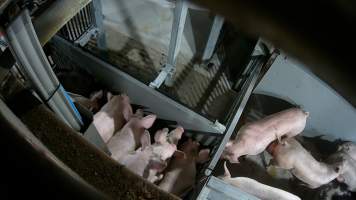 Pigs being forced into carbon dioxide gas chamber - Screenshot from hidden camera footage depicting the Butina Backloader gas chamber, where pigs are pushed into side of the large gondolas by an automated sliding wall and then lowered into the gas.
This is the first Australian footage of the Backloader chambers, now used by several of the largest pig slaughterhouses across the country (Victoria, South Australia and Queensland). - Captured at Diamond Valley Pork, Laverton North VIC Australia.