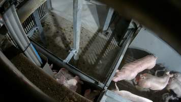 Pigs being forced into carbon dioxide gas chamber - Screenshot from hidden camera footage depicting the Butina Backloader gas chamber, where pigs are pushed into side of the large gondolas by an automated sliding wall and then lowered into the gas.
This is the first Australian footage of the Backloader chambers, now used by several of the largest pig slaughterhouses across the country (Victoria, South Australia and Queensland). - Captured at Diamond Valley Pork, Laverton North VIC Australia.