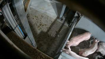 Pigs being forced into carbon dioxide gas chamber - Screenshot from hidden camera footage depicting the Butina Backloader gas chamber, where pigs are pushed into side of the large gondolas by an automated sliding wall and then lowered into the gas.
This is the first Australian footage of the Backloader chambers, now used by several of the largest pig slaughterhouses across the country (Victoria, South Australia and Queensland). - Captured at Diamond Valley Pork, Laverton North VIC Australia.