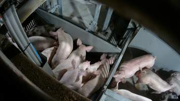 Pigs being forced into carbon dioxide gas chamber - Screenshot from hidden camera footage depicting the Butina Backloader gas chamber, where pigs are pushed into side of the large gondolas by an automated sliding wall and then lowered into the gas.
This is the first Australian footage of the Backloader chambers, now used by several of the largest pig slaughterhouses across the country (Victoria, South Australia and Queensland). - Captured at Diamond Valley Pork, Laverton North VIC Australia.