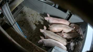 Pigs being forced into carbon dioxide gas chamber - Screenshot from hidden camera footage depicting the Butina Backloader gas chamber, where pigs are pushed into side of the large gondolas by an automated sliding wall and then lowered into the gas.
This is the first Australian footage of the Backloader chambers, now used by several of the largest pig slaughterhouses across the country (Victoria, South Australia and Queensland). - Captured at Diamond Valley Pork, Laverton North VIC Australia.