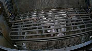 Pigs being forced into carbon dioxide gas chamber and lowered into gas - Screenshot from hidden camera footage depicting the Butina Backloader gas chamber, where pigs are pushed into side of the large gondolas by an automated sliding wall and then lowered into the gas.

This is the first Australian footage of the Backloader chambers, now used by several of the largest pig slaughterhouses across the country (Victoria, South Australia and Queensland). - Captured at Diamond Valley Pork, Laverton North VIC Australia.