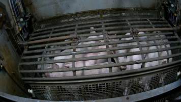 Pigs being forced into carbon dioxide gas chamber and lowered into gas - Screenshot from hidden camera footage depicting the Butina Backloader gas chamber, where pigs are pushed into side of the large gondolas by an automated sliding wall and then lowered into the gas.

This is the first Australian footage of the Backloader chambers, now used by several of the largest pig slaughterhouses across the country (Victoria, South Australia and Queensland). - Captured at Diamond Valley Pork, Laverton North VIC Australia.