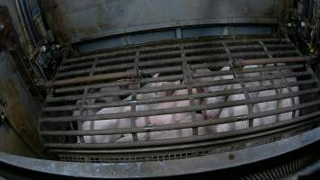 Pigs being forced into carbon dioxide gas chamber and lowered into gas - Screenshot from hidden camera footage depicting the Butina Backloader gas chamber, where pigs are pushed into side of the large gondolas by an automated sliding wall and then lowered into the gas.
This is the first Australian footage of the Backloader chambers, now used by several of the largest pig slaughterhouses across the country (Victoria, South Australia and Queensland). - Captured at Diamond Valley Pork, Laverton North VIC Australia.