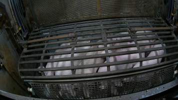 Pigs being forced into carbon dioxide gas chamber and lowered into gas - Screenshot from hidden camera footage depicting the Butina Backloader gas chamber, where pigs are pushed into side of the large gondolas by an automated sliding wall and then lowered into the gas.
This is the first Australian footage of the Backloader chambers, now used by several of the largest pig slaughterhouses across the country (Victoria, South Australia and Queensland). - Captured at Diamond Valley Pork, Laverton North VIC Australia.