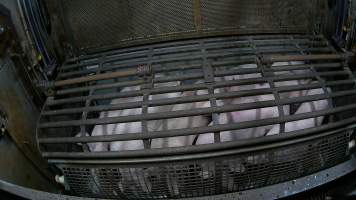 Pigs being forced into carbon dioxide gas chamber and lowered into gas - Screenshot from hidden camera footage depicting the Butina Backloader gas chamber, where pigs are pushed into side of the large gondolas by an automated sliding wall and then lowered into the gas.

This is the first Australian footage of the Backloader chambers, now used by several of the largest pig slaughterhouses across the country (Victoria, South Australia and Queensland). - Captured at Diamond Valley Pork, Laverton North VIC Australia.