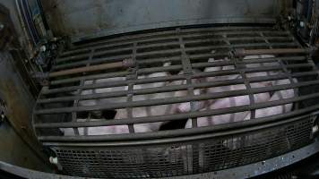 Pigs being forced into carbon dioxide gas chamber and lowered into gas - Screenshot from hidden camera footage depicting the Butina Backloader gas chamber, where pigs are pushed into side of the large gondolas by an automated sliding wall and then lowered into the gas.

This is the first Australian footage of the Backloader chambers, now used by several of the largest pig slaughterhouses across the country (Victoria, South Australia and Queensland). - Captured at Diamond Valley Pork, Laverton North VIC Australia.