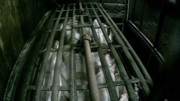 Pigs being gassed in carbon dioxide gas chamber - Screenshot from hidden camera footage depicting the Butina Backloader gas chamber, where pigs are pushed into side of the large gondolas by an automated sliding wall and then lowered into the gas.
This is the first Australian footage of the Backloader chambers, now used by several of the largest pig slaughterhouses across the country (Victoria, South Australia and Queensland). - Captured at Diamond Valley Pork, Laverton North VIC Australia.