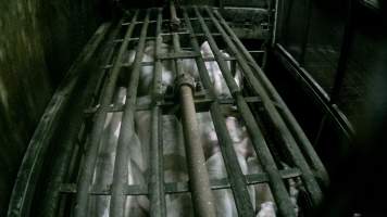 Pigs being gassed in carbon dioxide gas chamber - Screenshot from hidden camera footage depicting the Butina Backloader gas chamber, where pigs are pushed into side of the large gondolas by an automated sliding wall and then lowered into the gas.

This is the first Australian footage of the Backloader chambers, now used by several of the largest pig slaughterhouses across the country (Victoria, South Australia and Queensland). - Captured at Diamond Valley Pork, Laverton North VIC Australia.