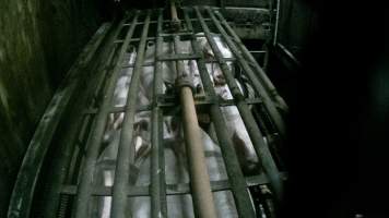 Pigs being gassed in carbon dioxide gas chamber - Screenshot from hidden camera footage depicting the Butina Backloader gas chamber, where pigs are pushed into side of the large gondolas by an automated sliding wall and then lowered into the gas.

This is the first Australian footage of the Backloader chambers, now used by several of the largest pig slaughterhouses across the country (Victoria, South Australia and Queensland). - Captured at Diamond Valley Pork, Laverton North VIC Australia.