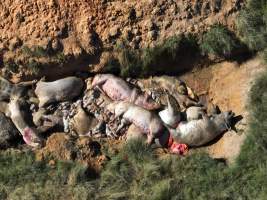 Dead pile outside piggery - Captured at Riverbend, Taabinga QLD Australia.