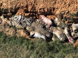 Dead pile outside piggery - Captured at Riverbend, Taabinga QLD Australia.