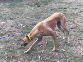 Victorian greyhound racing trainer facility - Captured at VIC.