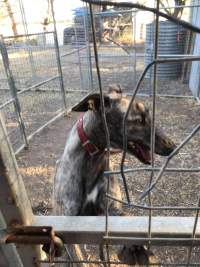 Victorian greyhound racing trainer facility - Captured at VIC.