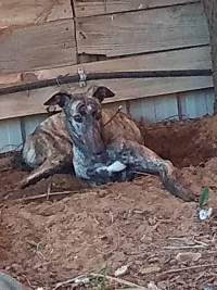 Victorian greyhound racing trainer facility - Captured at VIC.