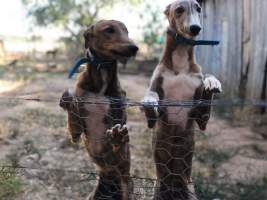 These photos were sent to me by an ex greyhound trainer who had rented out her property to another trainer.
She took the photos herself in 2018 and reported to GRV who she says did nothing. I don’t think she will speak out now but I wondered if you could use them. - Captured at VIC.