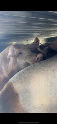 Fearmans slaughterhouse - Pigs on route to fearmans slaughterhouse - Captured at ON.