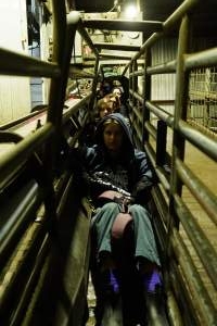 Activists chained inside the race that leads pigs into the gas chamber - Activists shut down Benalla Slaughterhouse - Captured at Benalla Abattoir, Benalla VIC Australia.