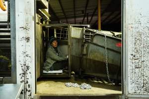 Activist chained at the end of the race that leads pigs into the gas chamber - Activists shut down Benalla Slaughterhouse - Captured at Benalla Abattoir, Benalla VIC Australia.