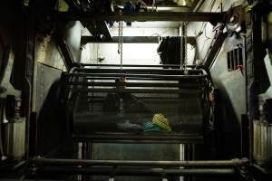 Activist prepares to seal inside a gondola in the gas chamber - Activists shut down Benalla Slaughterhouse - Captured at Benalla Abattoir, Benalla VIC Australia.