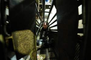 Activist prepares to seal inside a gondola in the gas chamber - Activists shut down Benalla Slaughterhouse - Captured at Benalla Abattoir, Benalla VIC Australia.