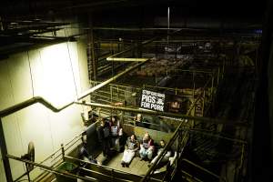 Activists chained in holding pens with Stop Gassing Pigs for Pork banner - Activists shut down Benalla Slaughterhouse - Captured at Benalla Abattoir, Benalla VIC Australia.