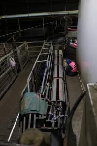 Activists chained in race - Activists shut down Benalla slaughterhouse.
Photo by Catriona Marshall. - Captured at Benalla Abattoir, Benalla VIC Australia.