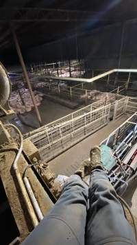 Activist on top of chamber surveys race and holding pens - Activists shut down Benalla slaughterhouse.
Photo by Catriona Marshall. - Captured at Benalla Abattoir, Benalla VIC Australia.