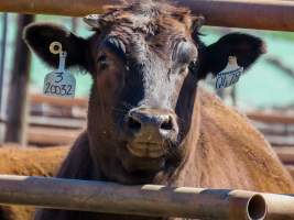 Maydan Feedlot - Cows in Feedlot - Captured at Maydan Feedlot, Bony Mountain QLD Australia.