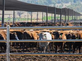 Maydan Feedlot - Cows in Feedlot - Captured at Maydan Feedlot, Bony Mountain QLD Australia.