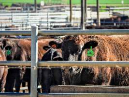 Maydan Feedlot - Cows in Feedlot - Captured at Maydan Feedlot, Bony Mountain QLD Australia.