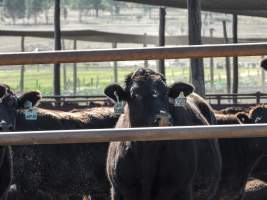 Maydan Feedlot - Cows in Feedlot - Captured at Maydan Feedlot, Bony Mountain QLD Australia.